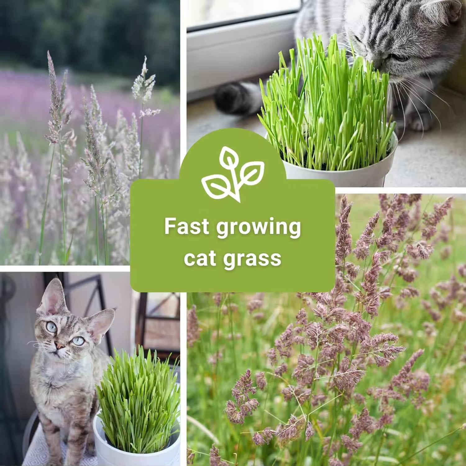 Cat Grass Growing Kit – Hydroponic Cat Grass Box with Tray, 5 Seed Packs, No Soil Needed for Fresh, Healthy Cat Snacks