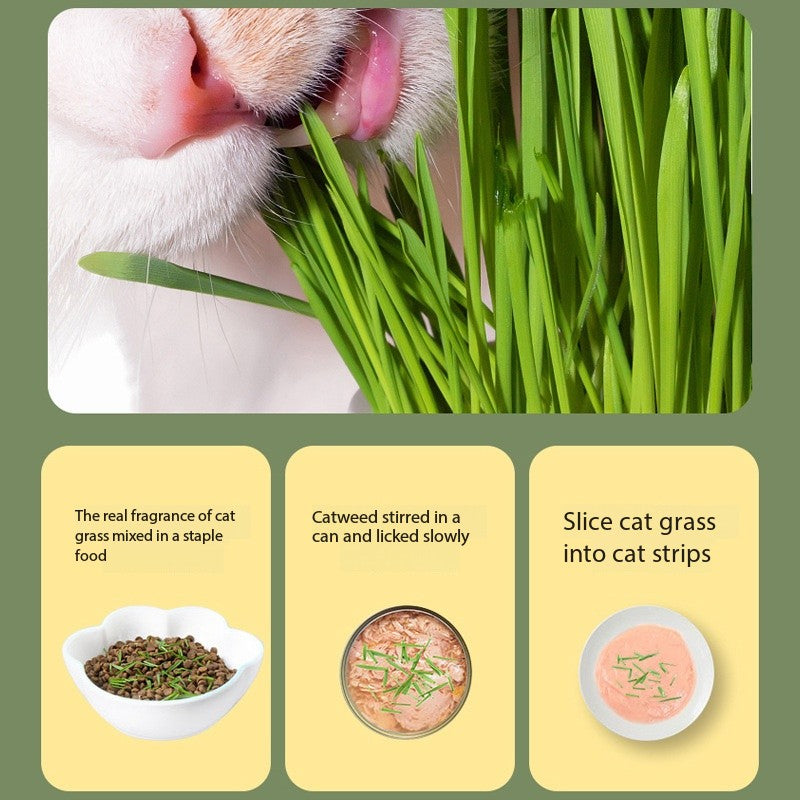 Cat Grass Growing Kit – Hydroponic Cat Grass Box with Tray, 5 Seed Packs, No Soil Needed for Fresh, Healthy Cat Snacks