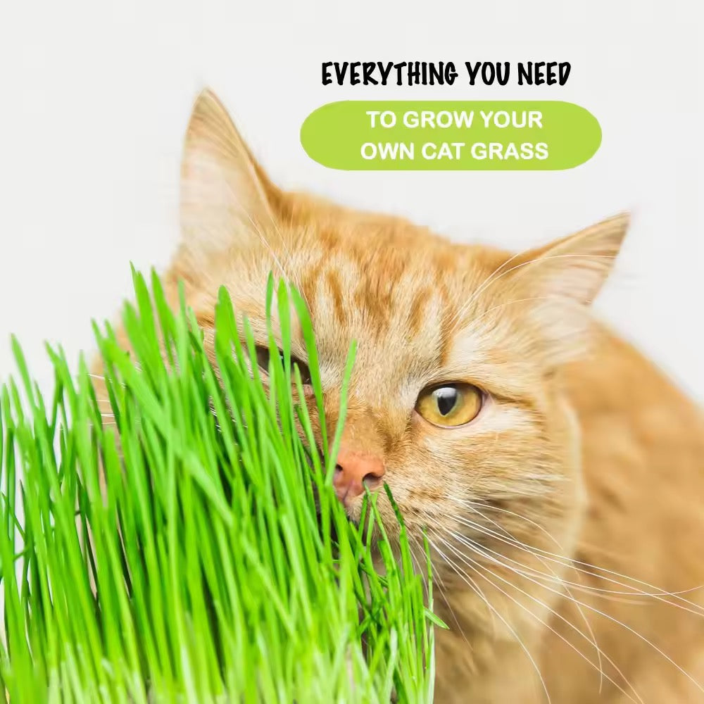 Cat Grass Growing Kit – Hydroponic Cat Grass Box with Tray, 5 Seed Packs, No Soil Needed for Fresh, Healthy Cat Snacks