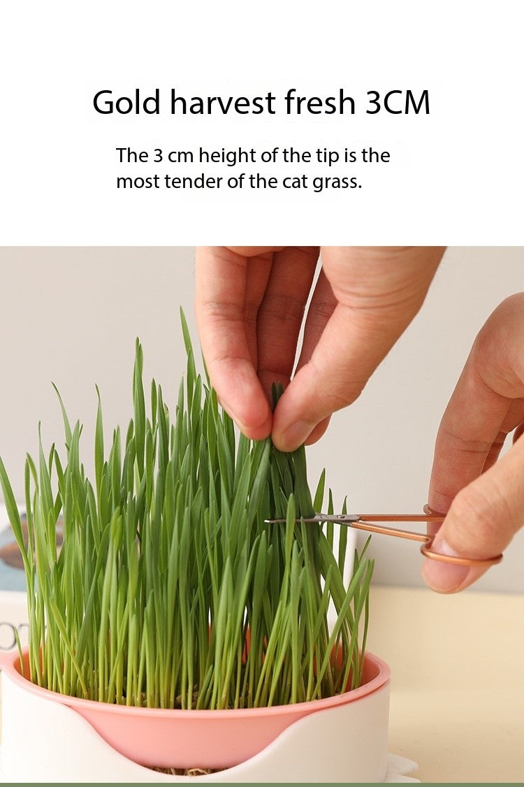 Cat Grass Growing Kit – Hydroponic Cat Grass Box with Tray, 5 Seed Packs, No Soil Needed for Fresh, Healthy Cat Snacks
