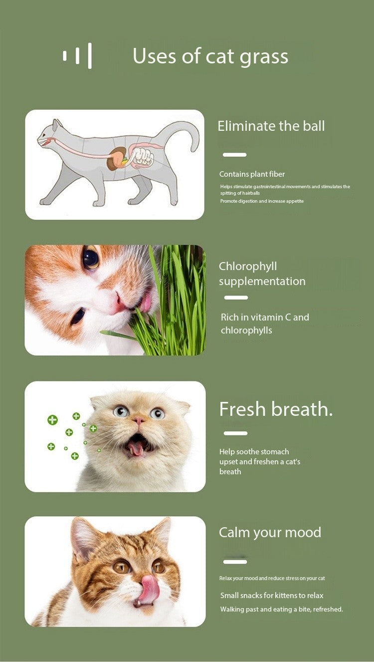 Cat Grass Growing Kit – Hydroponic Cat Grass Box with Tray, 5 Seed Packs, No Soil Needed for Fresh, Healthy Cat Snacks
