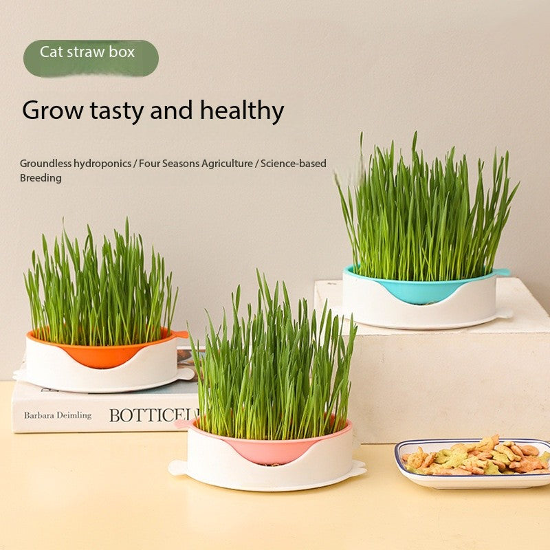 Cat Grass Growing Kit – Hydroponic Cat Grass Box with Tray, 5 Seed Packs, No Soil Needed for Fresh, Healthy Cat Snacks