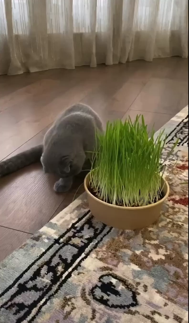 Cat Grass Growing Kit – Hydroponic Cat Grass Box with Tray, 5 Seed Packs, No Soil Needed for Fresh, Healthy Cat Snacks